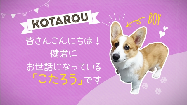 かわいいプロフィールムービー/アニマルショー