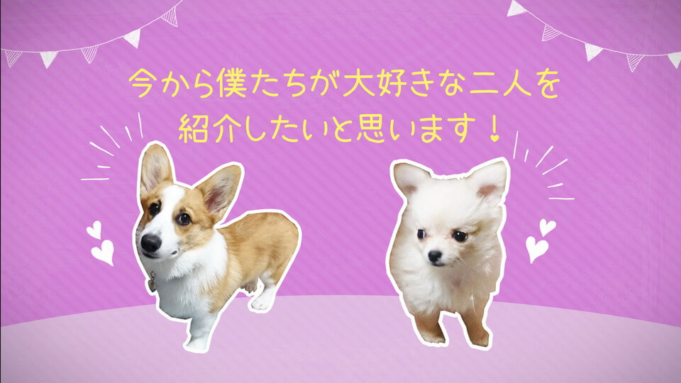 ペット紹介(2匹)